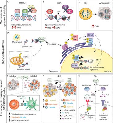 Genomic instability as a driver and suppressor of anti-tumor immunity